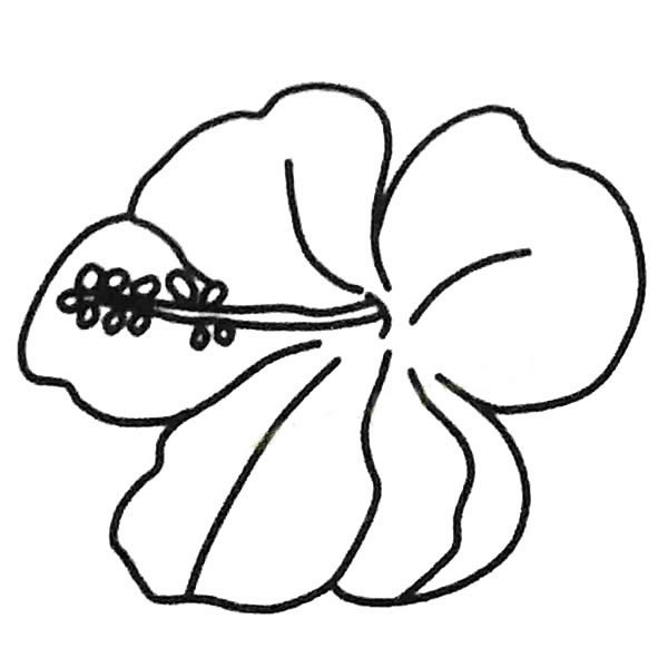 扶桑花怎么画比较简单(扶桑花怎么画比较漂亮)