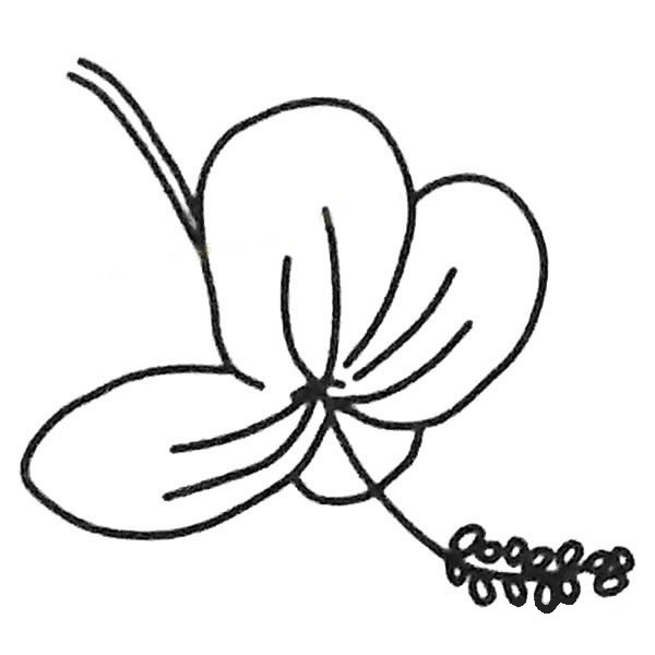 关于扶桑花的儿童简笔画(关于扶桑花的儿童歌曲)