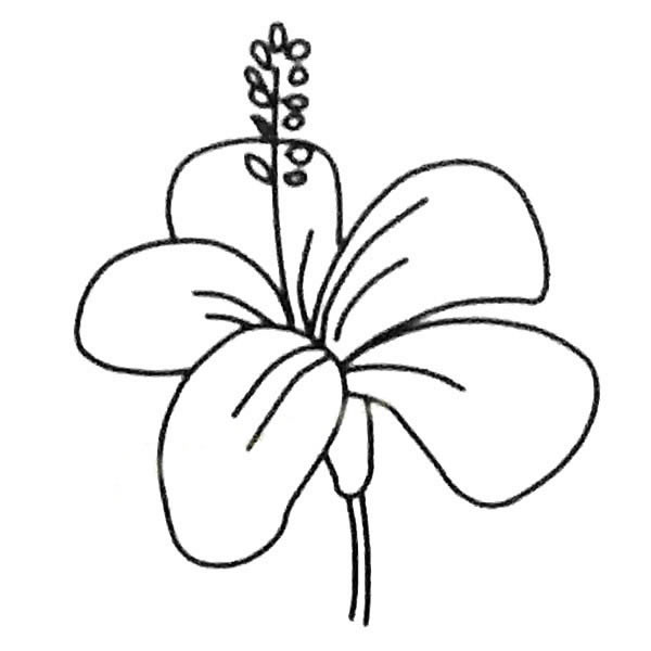 扶桑花的简单画法(扶桑花 手绘)