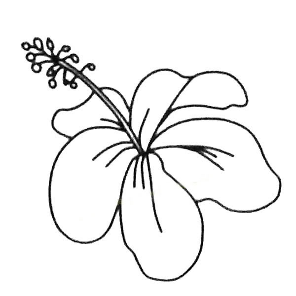 关于扶桑花的简笔画(关于扶桑花的简笔画大全)