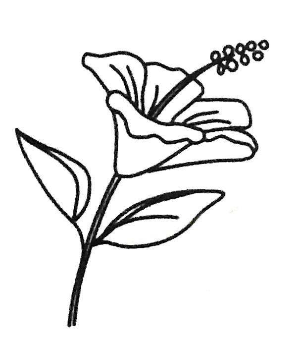 扶桑花简笔画步骤教程(扶桑花简笔画大全)