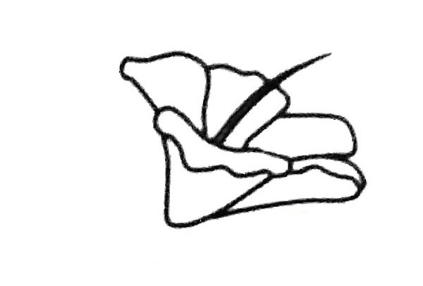 扶桑花简笔画步骤教程
