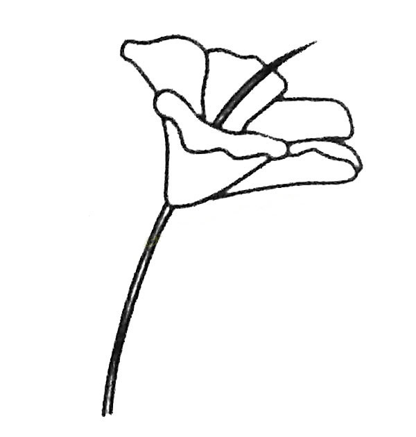 扶桑花简笔画步骤教程