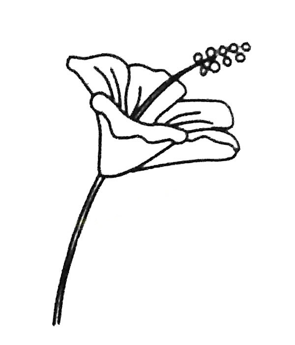扶桑花简笔画步骤教程