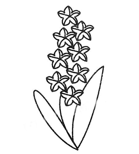 风信子怎么画简单又好看(风信子的画法)