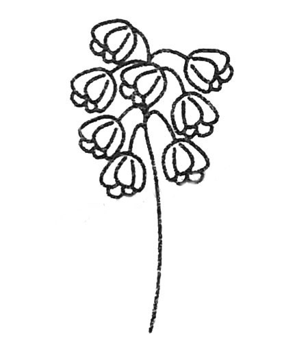 关于风信子的儿童简笔画(关于风信子的口号)