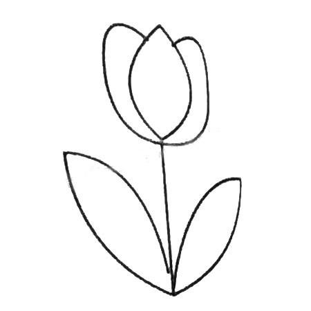 简单的郁金香怎么画(简单的郁金香怎么折纸视频)