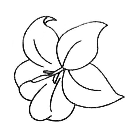 8款关于百合花的简笔画大全