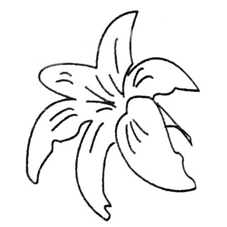 8款关于百合花的简笔画大全