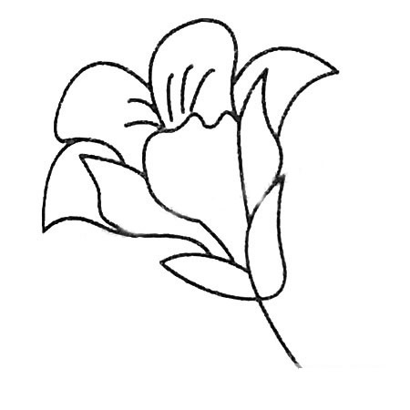 8款关于百合花的简笔画大全