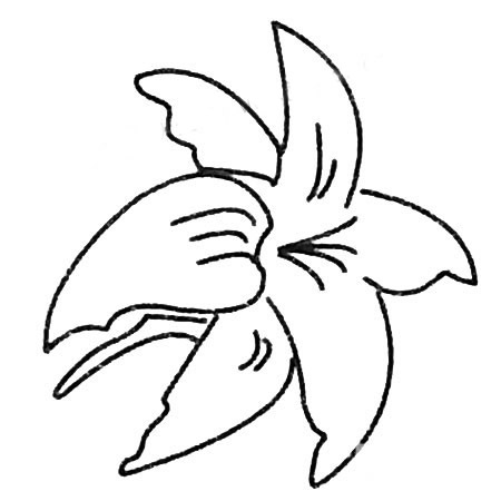 超简单的百合花简笔画(简单百合花的折法步骤图解)