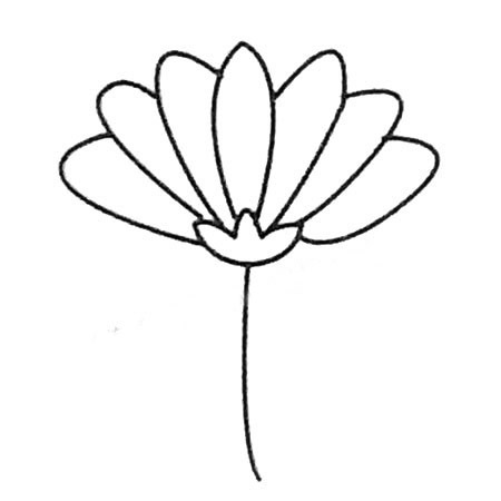 菊花的简单画法(菊花的简单画法初学者)