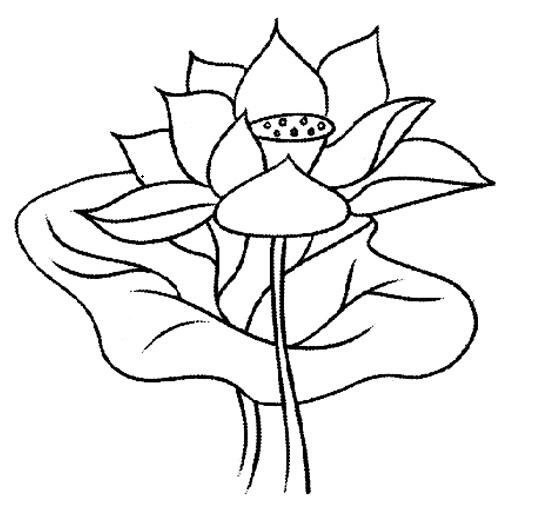 荷花怎么画最简单(荷花怎么画最简单又漂亮)