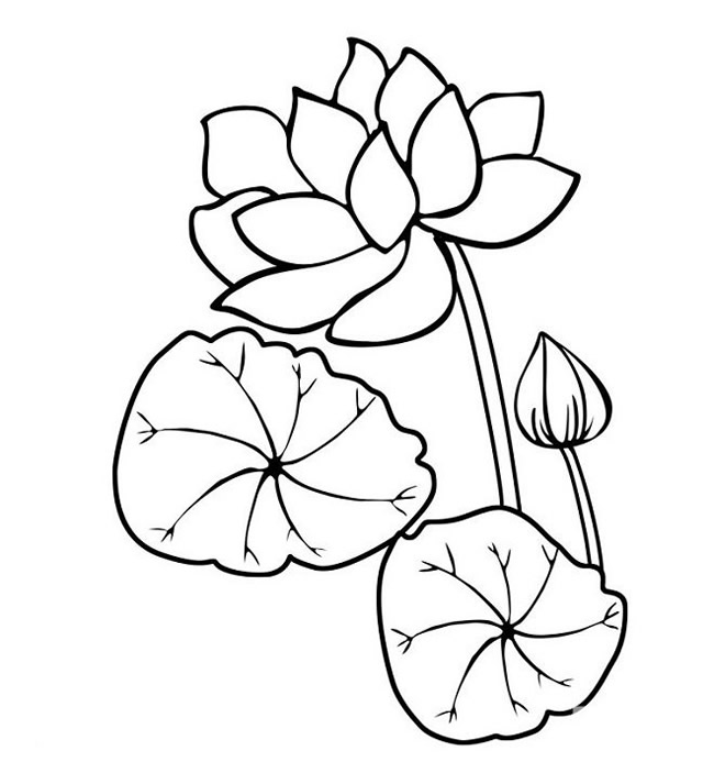 盛开的荷花和荷叶简笔画(盛开的荷花和荷叶的区别)