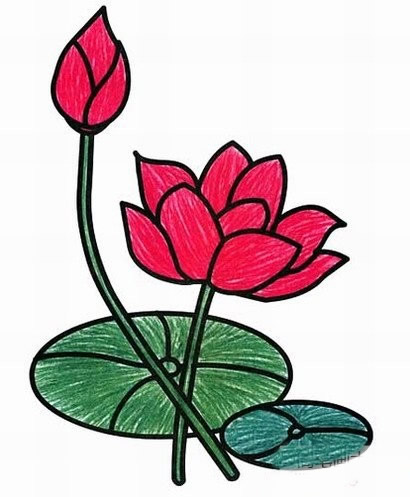涂色的荷花怎么画(荷花涂颜色怎么涂)