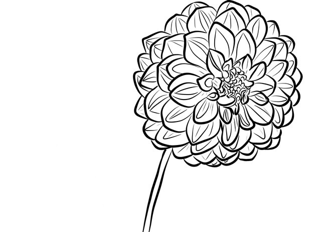 关于大丽花的简笔画(关于大丽花的简笔画大全)