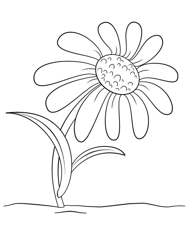 菊花怎么画简单又好看(菊花怎么画简单又好看铅笔画)