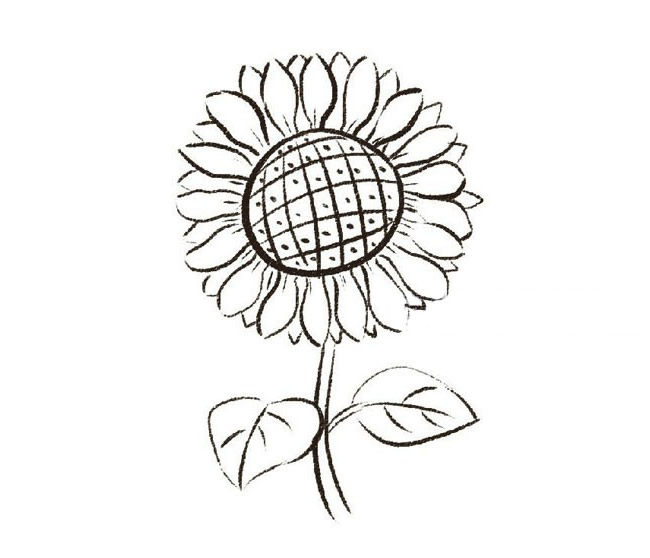 带颜色的向日葵简笔画怎么画