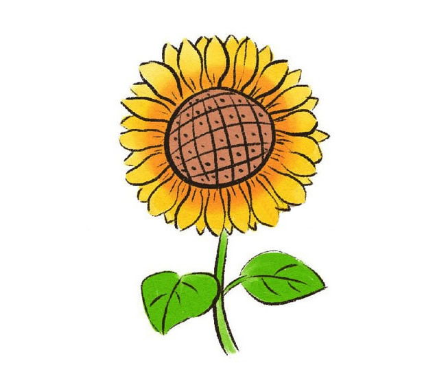 带颜色的向日葵简笔画怎么画