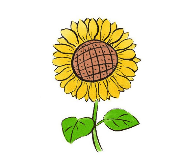 带颜色的向日葵简笔画怎么画