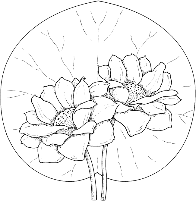 两朵漂亮的荷花简笔画(两朵荷花简笔画)