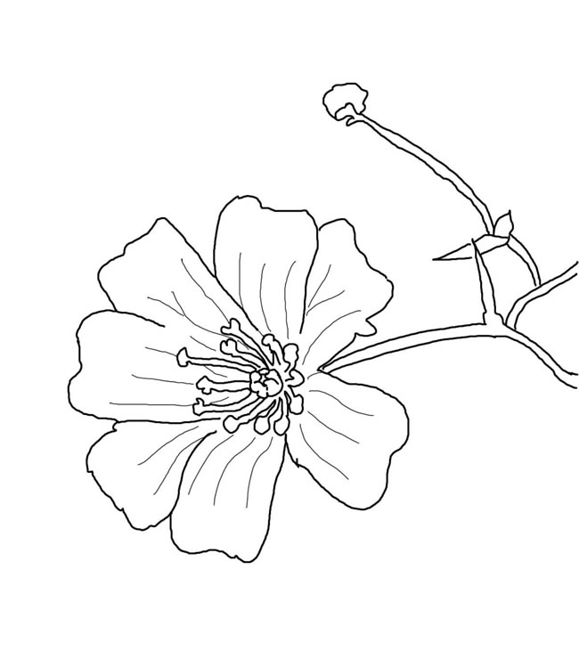 手绘满天星简笔画(满天星手绘彩铅画图片)