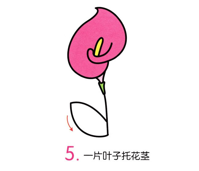 涂色的马蹄莲简笔画教程