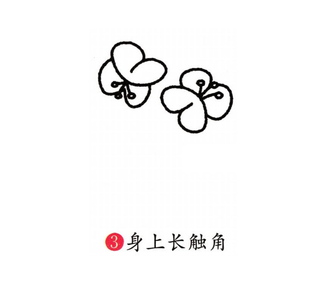 涂色的蝴蝶兰简笔画教程