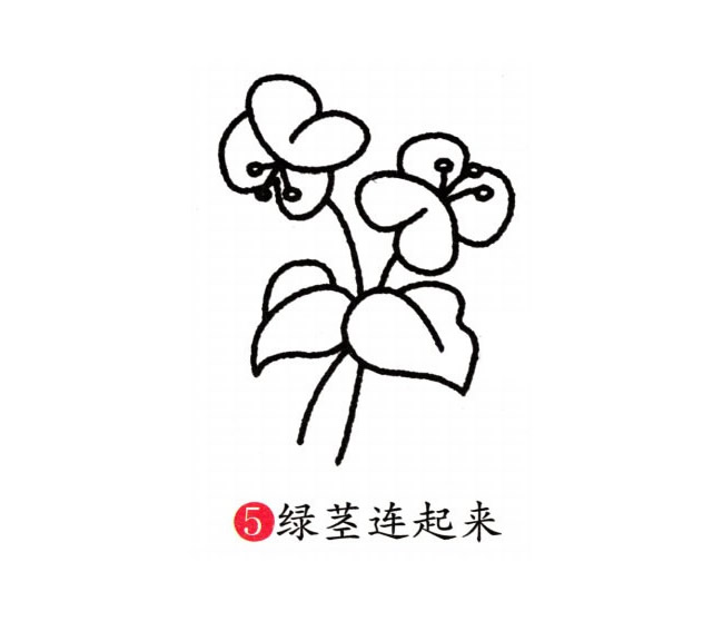 涂色的蝴蝶兰简笔画教程