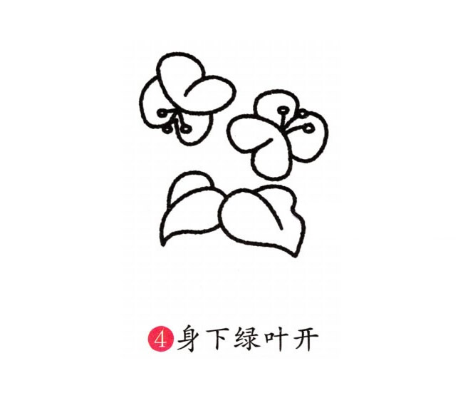 涂色的蝴蝶兰简笔画教程