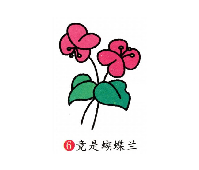 涂色的蝴蝶兰简笔画教程