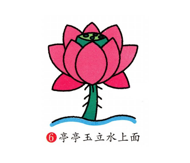 彩色的荷花简笔画教程
