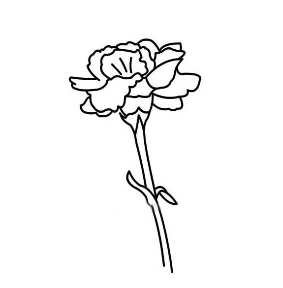 关于康乃馨的简笔画(康乃馨简笔图画)