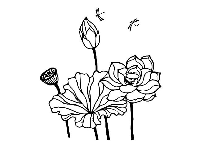 有意境的荷花简笔画(有意境的荷花简笔图片)