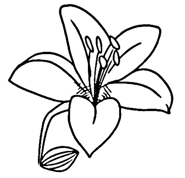 两款小花朵的简笔画