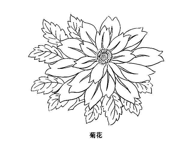 一朵大菊花简笔画(大朵菊花怎么画)