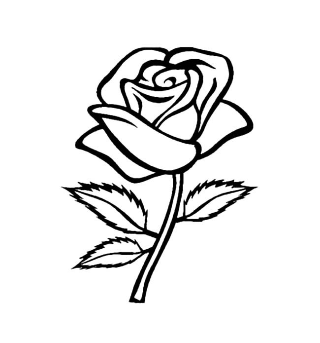 简单的玫瑰花怎么画(简单的玫瑰花怎么画 一步一步)