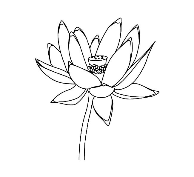 盛开的荷花简笔画(盛开荷花怎么画)