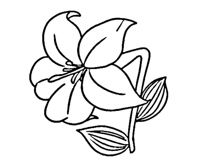 百合花的简单画法(百合花的画法 简单)