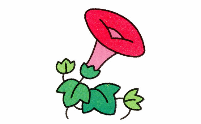 带颜色的牵牛花简笔画教程