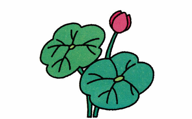 涂色的荷花简笔画教程