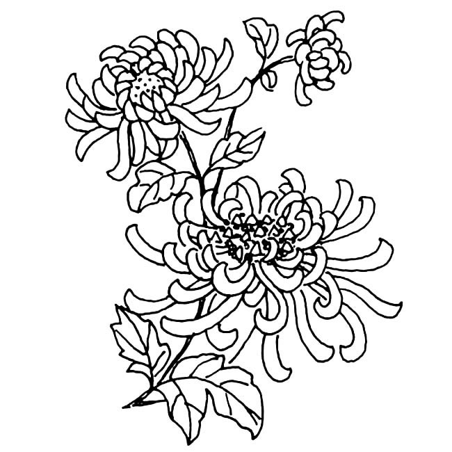 关于菊花的儿童简笔画(关于菊花的儿童简笔画图片)