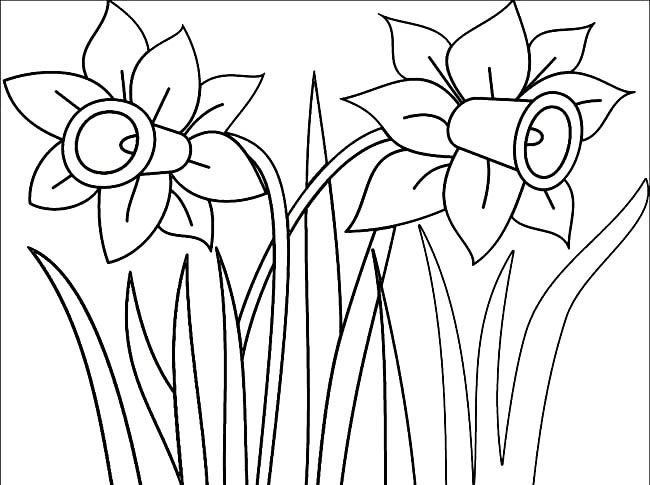 简单的水仙花怎么画(简单的水仙花怎么画好看)