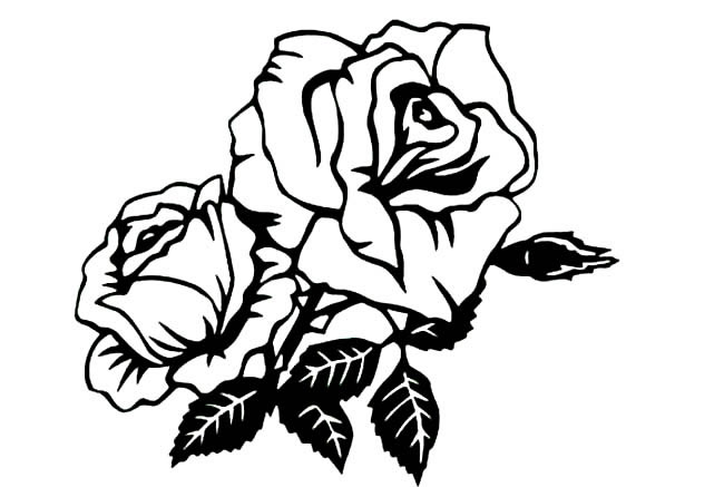 关于月季花的简笔画(关于月季花的简笔画大全)