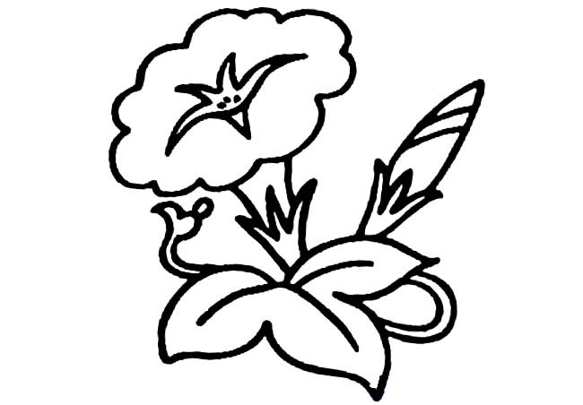 简单的牵牛花怎么画(简易的牵牛花怎么画)