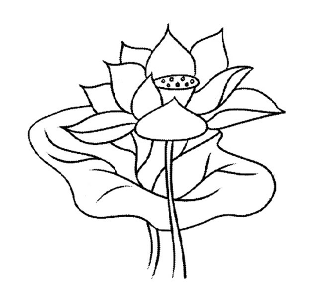 荷叶荷花植物花简笔画(荷花荷叶图片大全 高清)