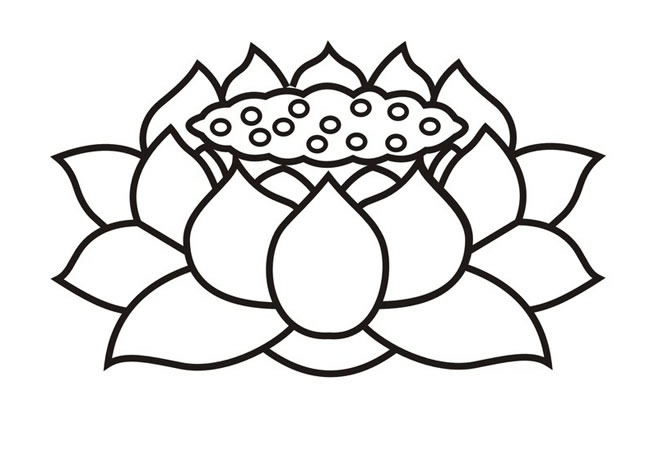 有莲子的荷花简笔画(荷花的莲子的画法)