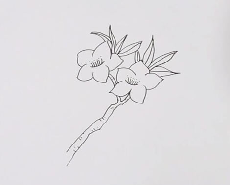 粉色桃花简笔画