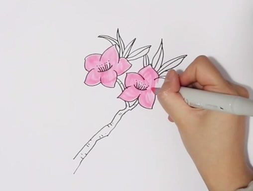 粉色桃花简笔画