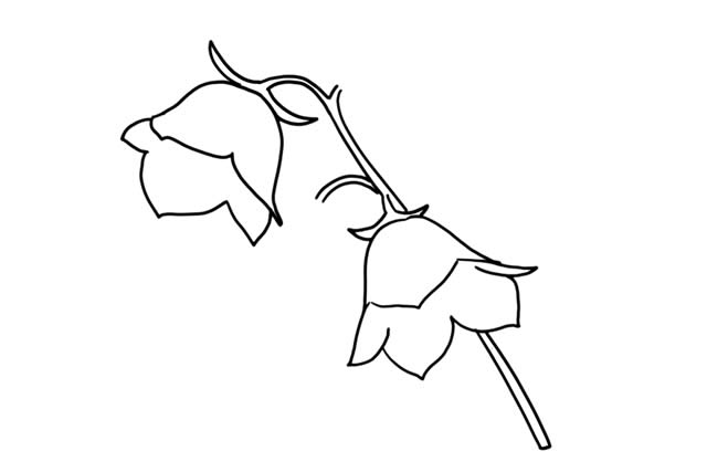 风铃草简笔画步骤